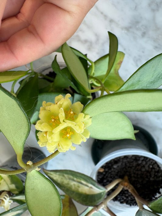 Hoya Davidcummingii Yellow Flowers – Steckling, unbewurzelt, 1-2 Blätter