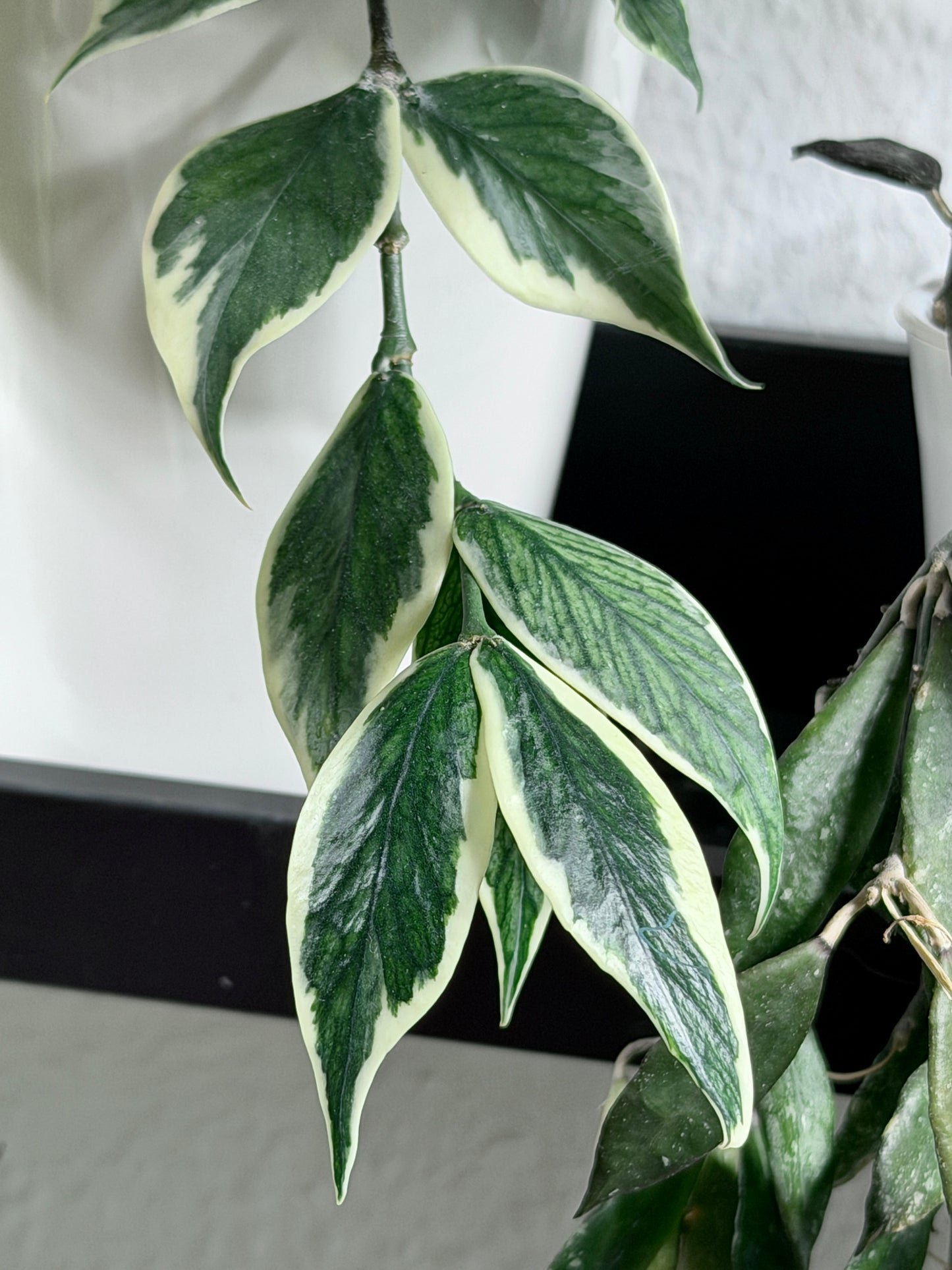 Hoya Polyneura Albomarginata aka 'Outer Variegata' | Steckling, unbewurzelt, 1-2 Blätter