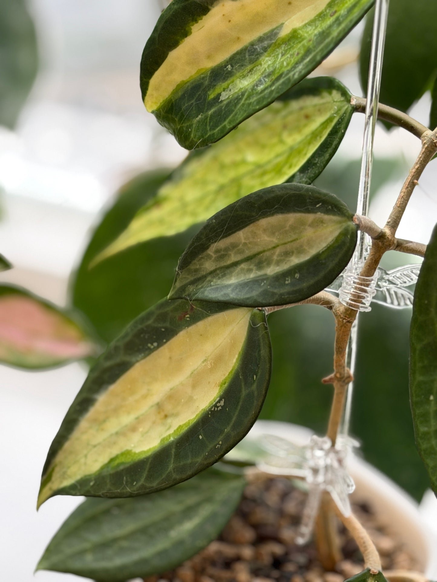 Hoya Latifolia Inner Variegata ‚Pot of Gold‘ – Steckling, unbewurzelt, 1-2 Blätter