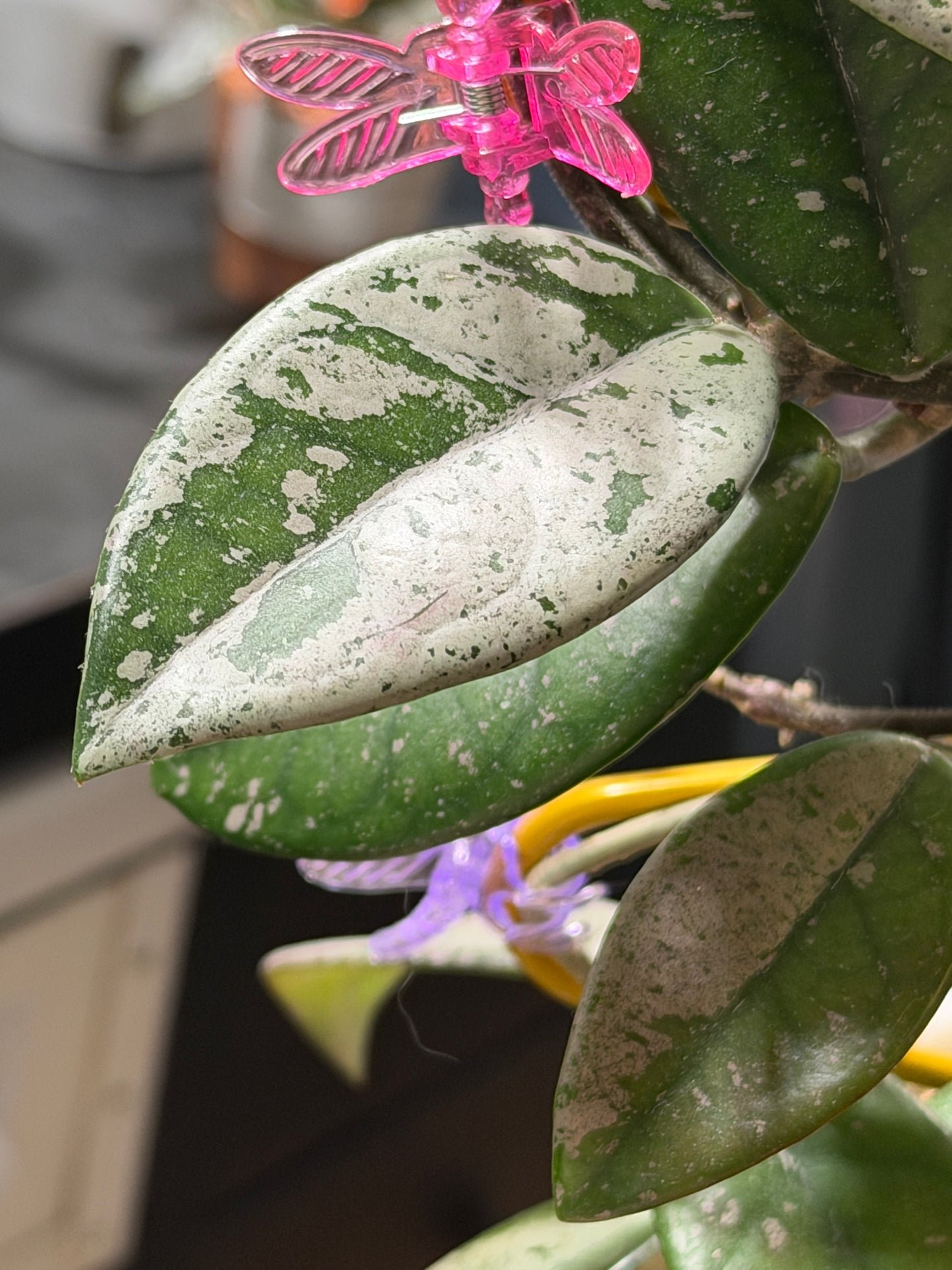 Hoya Carnosa 'Wilbur graves' – Steckling, unbewurzelt, 1-2 Blätter