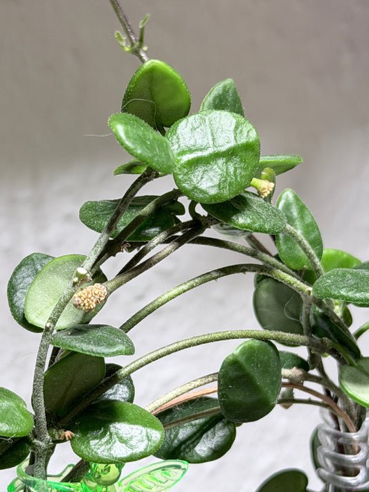 Hoya Tengchongensis – Steckling, unbewurzelt, 1-2 Blätter