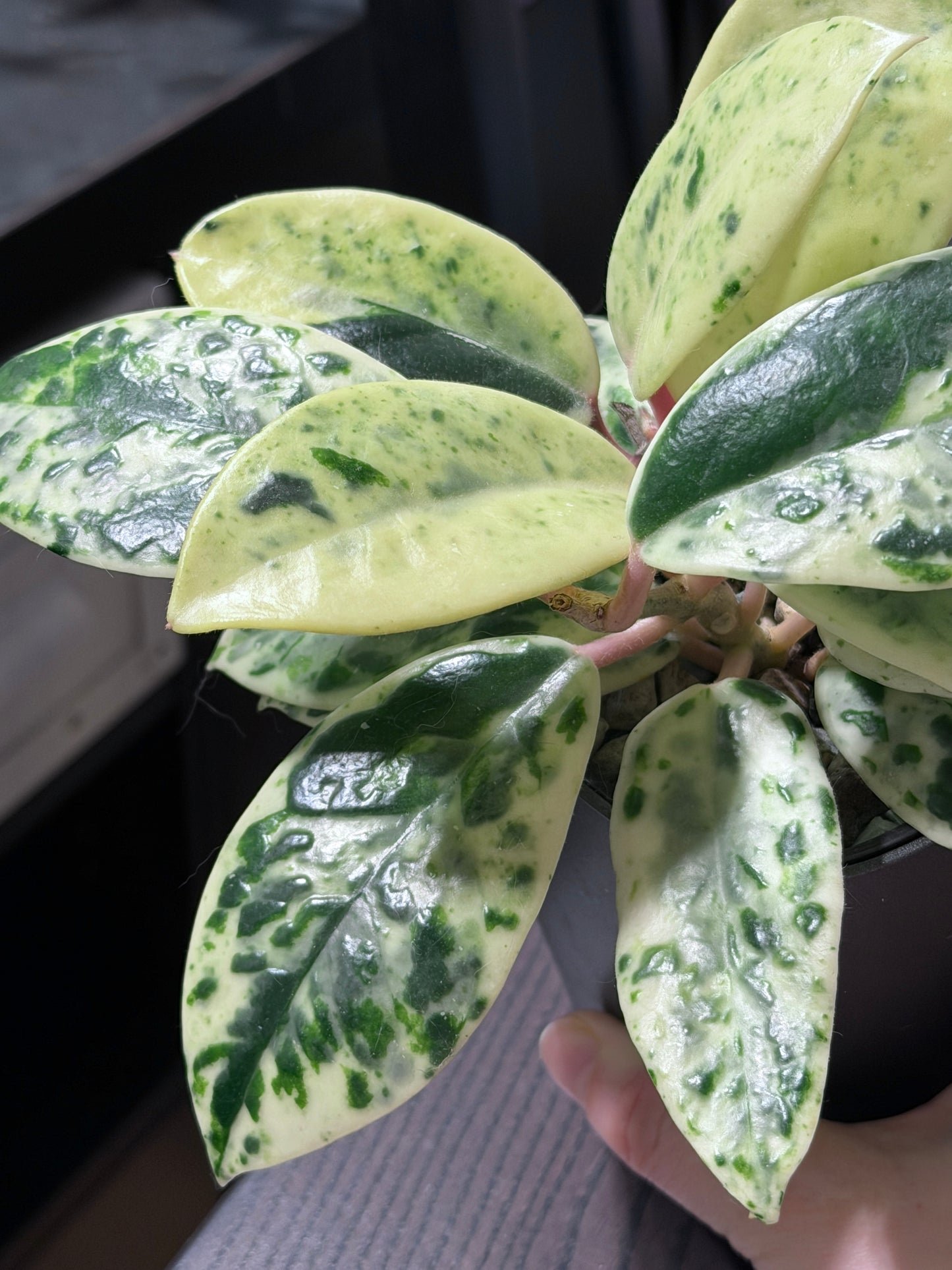 Hoya Carnosa Madara 'Snow Angel' | Seltener Steckling, unbewurzelt, 1-2 Blätter