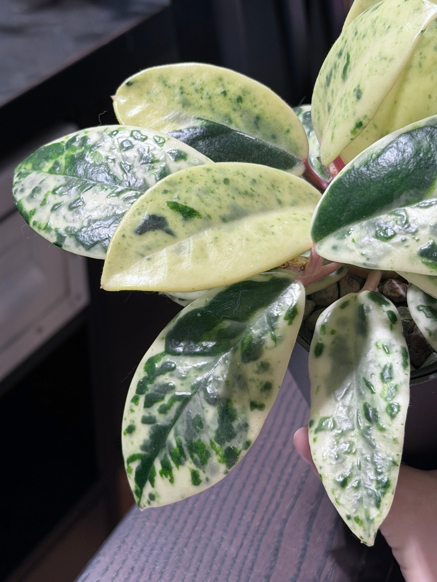 Hoya Carnosa Madara 'Snow Angel' | Seltener Steckling, unbewurzelt, 1-2 Blätter